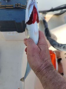 Mackerel