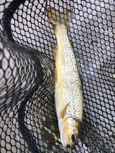 Brown Trout