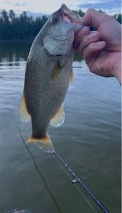 Largemouth Bass