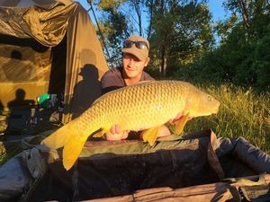 Common Carp
