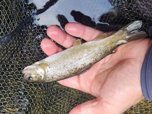 Brown Trout