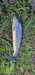 Rainbow Trout