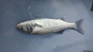 European Bass (Seabass)