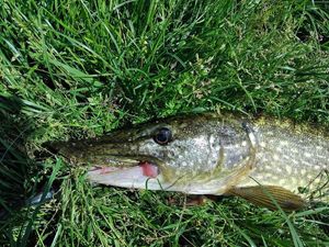 Northern Pike