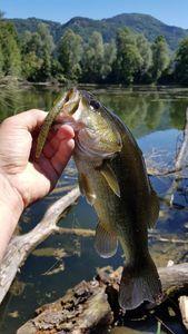 Largemouth Bass