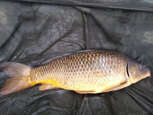 Common Carp