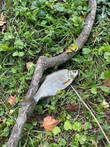 Common Bream