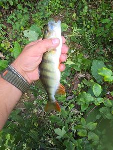 European Perch