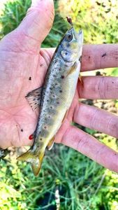 Brown Trout
