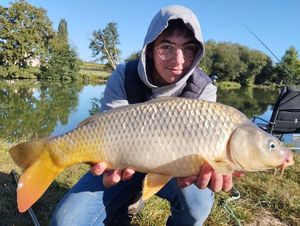 Common Carp