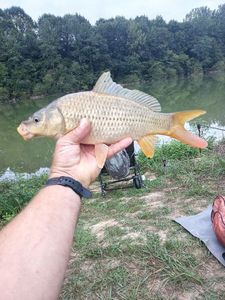 Common Carp