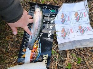 Rainbow Trout