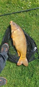 Common Carp