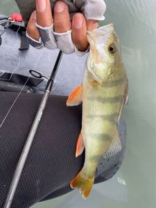European Perch