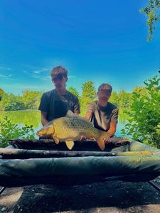 Common Carp