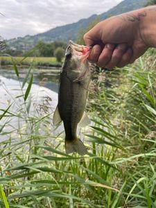 Largemouth Bass