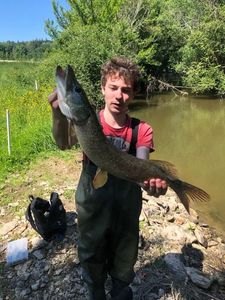 Northern Pike