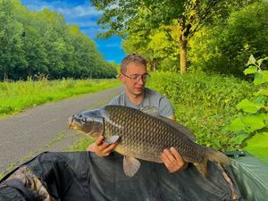Common Carp