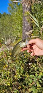 Largemouth Bass