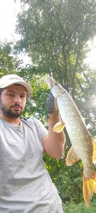 Northern Pike