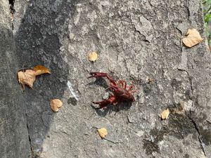 Red Swamp Crayfish
