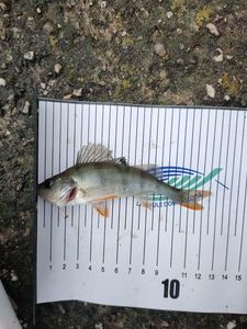 European Perch