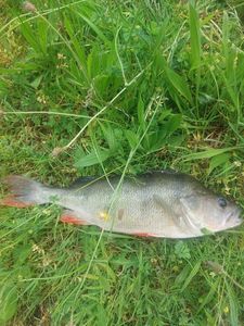 European Perch