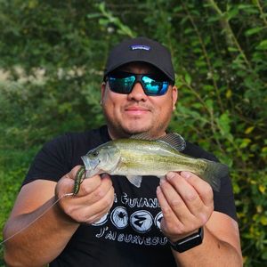 Largemouth Bass