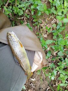 Brown Trout