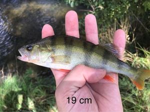 European Perch