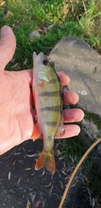 European Perch