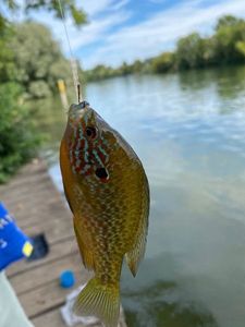 Green Sunfish