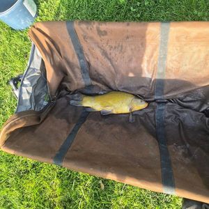 Tench