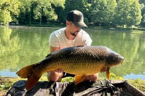 Common Carp