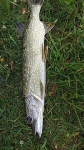 Northern Pike