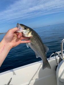 European Bass (Seabass)