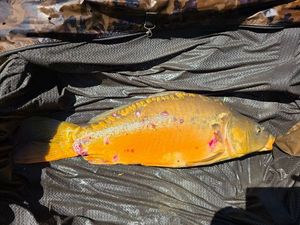 Mirror Carp