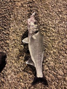 European Bass (Seabass)