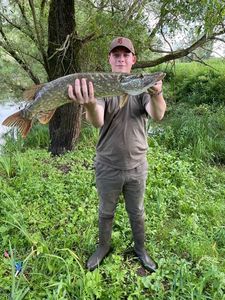 Northern Pike