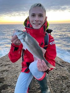 European Bass (Seabass)