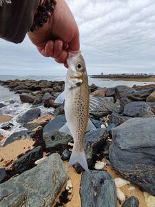 Spotted Seabass
