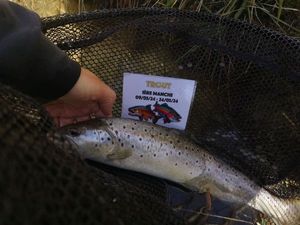 Brown Trout