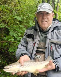 Brown Trout