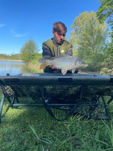 Common Carp