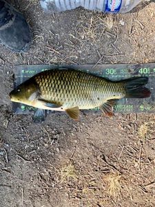 Common Carp