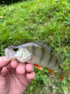 European Perch
