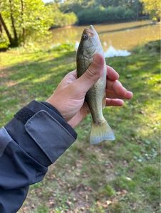 Largemouth Bass