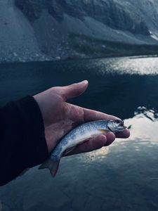 Brook Trout