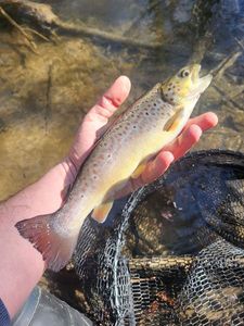 Brown Trout