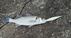 European Bass (Seabass)